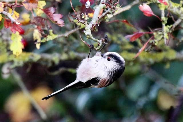 A long-tailed tit captured at Farlington Marshes. Picture: Jim Walker