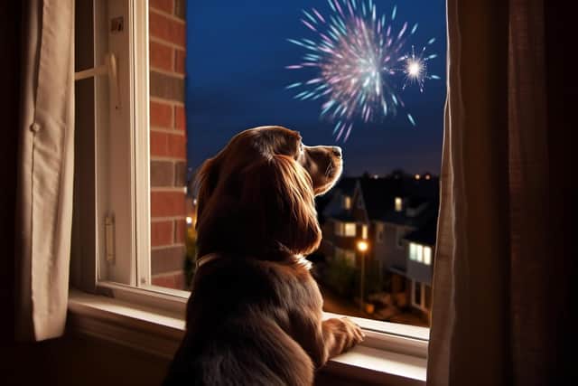 Six expert tips for how to keep dogs calm when they hear fireworks on Bonfire Night. 
Stock image by Adobe Photos.