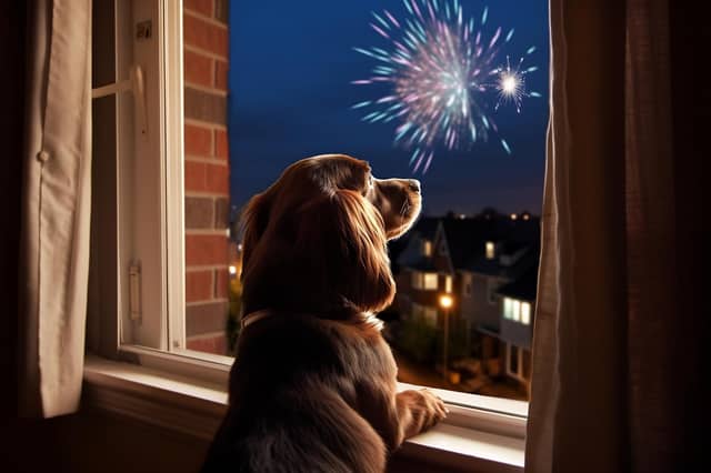 Six expert tips for how to keep dogs calm when they hear fireworks on Bonfire Night.
Stock image by Adobe Photos.