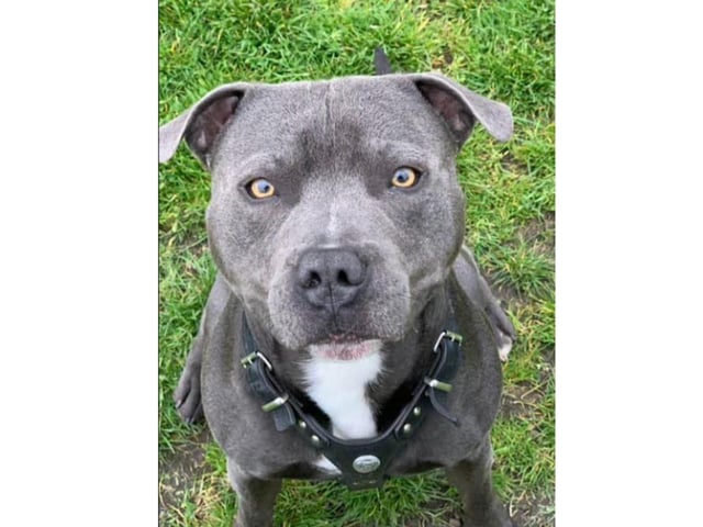 Hugo is such a beautiful pup. Thank you Debby Fuller for sharing this lovely picture.