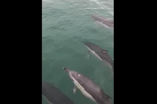 A pod of dolphins were spotted in the Solent last year. Picture: Johb Davenport