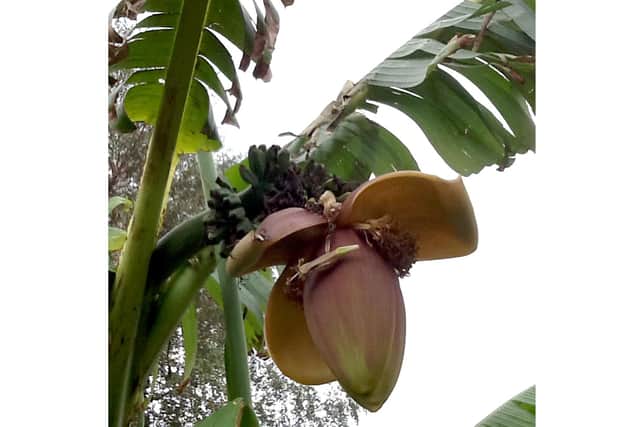 Banana Tree with Bananas grown by Mark Ward