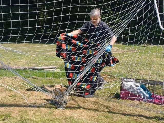 Scared fox gets trapped in goal netting...watch how he gets rescued
