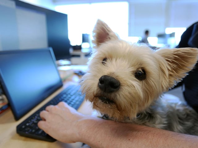 A Yorkshire Terrier will set you back around £1,150 on average. (Photo by DAVE CHAN/AFP via Getty Images)