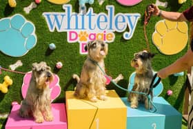 Three good dogs sit proudly and patiently on the podium at Whiteley Doggy Day. Picture: Keith Woodland (250521-46)