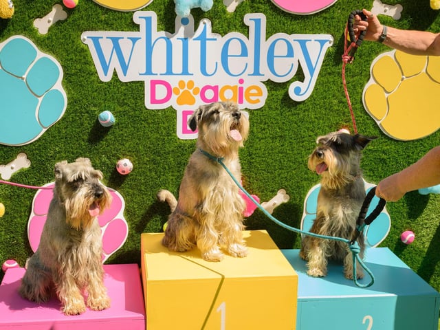Three good dogs sit proudly and patiently on the podium at Whiteley Doggy Day. Picture: Keith Woodland (250521-46)