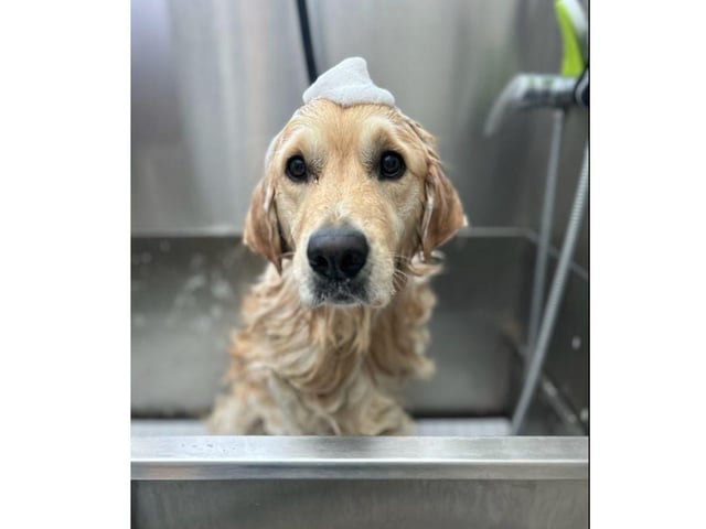 How beautiful is this picture of Buddy shared by Lauren Coyne.