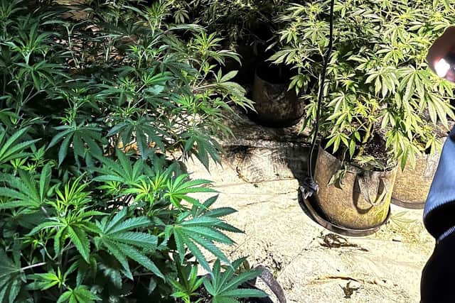 Police are targeting cannabis factories to try and stop criminal gangs from operating. Picture: Hampshire and Isle of Wight Constabulary