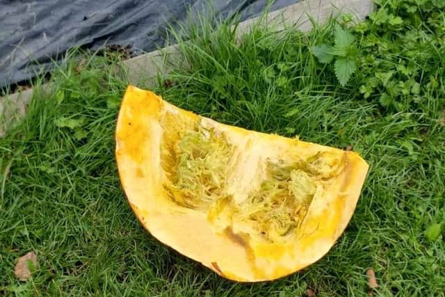 The pumpkin was found on the roof of the allotment shop, in Brockhurst. Picture: Charlie Lewis.