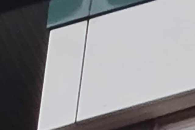 Peregrine falcons at Horatia House, Somers Town.Picture: Darren Barnett