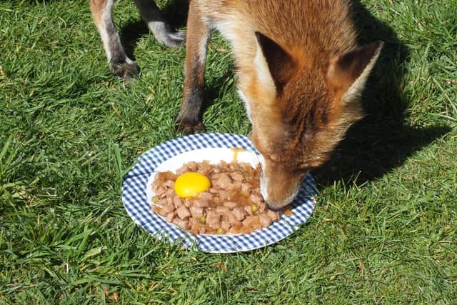 Friendly mother fox Suki eating dog food and egg in Malcolm and Sue Garbutt's garden. Picture by Malcolm Garbutt