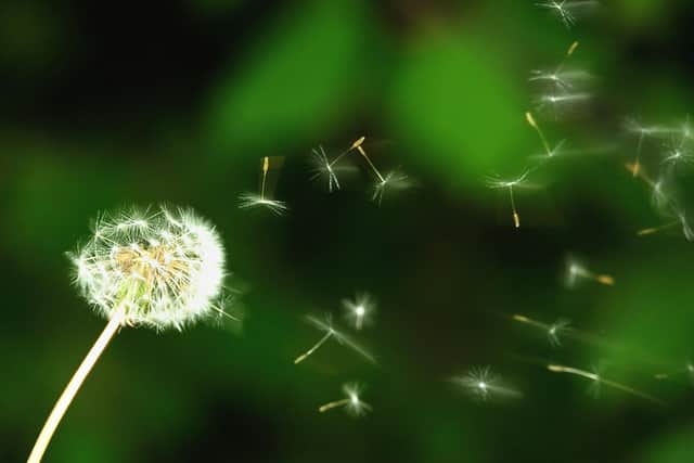 High levels of pollen are predicted in the Portsmouth area. PHILIPPE HUGUEN/AFP via Getty Images.