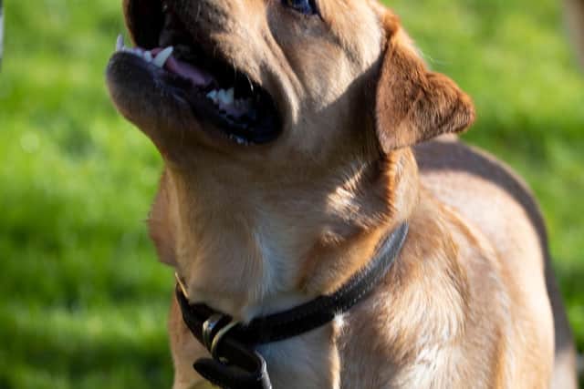 Monty at a dog training session wiht Lisa NEwnham from GreenDog Dog Training