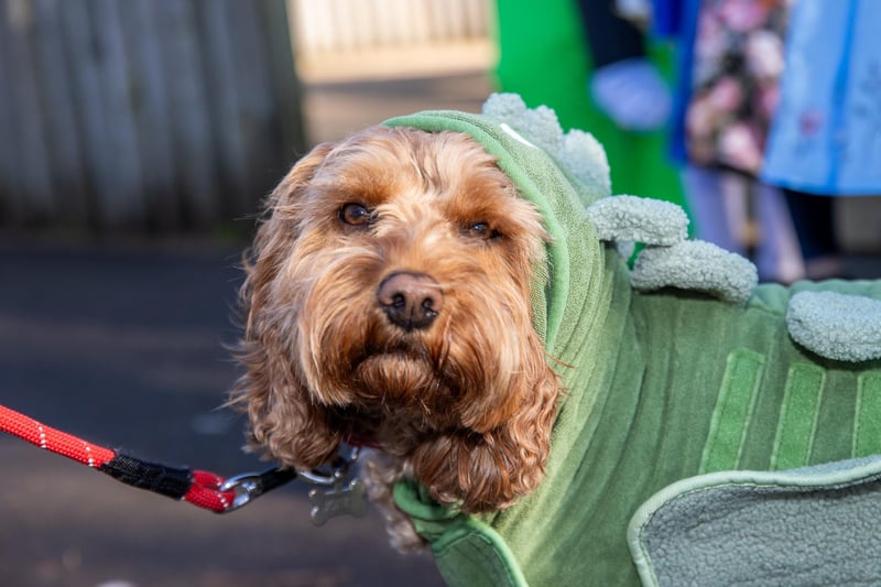 Staff and pupils from Victory Primary School dressed to impress for World Book Day 2025. Pictured - Buddy the dog from Victory Primary School dressed up for World Book Day. Photos by Alex Shute