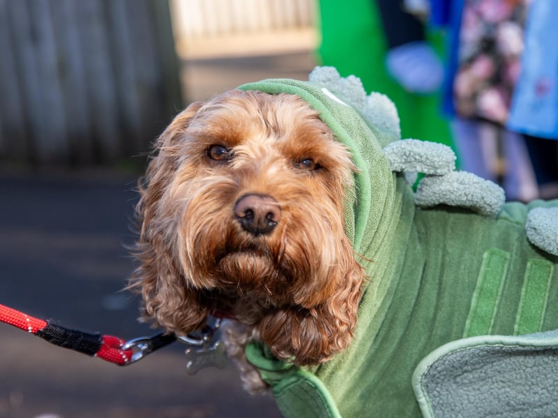 Staff and pupils from Victory Primary School dressed to impress for World Book Day 2025.   Pictured - Buddy the dog from Victory Primary School dressed up for World Book Day.  Photos by Alex Shute