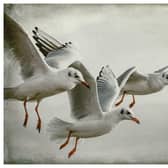 Emsworth Artists are hosting a Spring virtual exhibition. Pictured: High Fliers by Vince Lavender