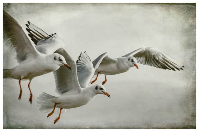 Emsworth Artists are hosting a Spring virtual exhibition. Pictured: High Fliers by Vince Lavender