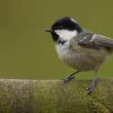 A coal tit perched on a mossy branch. Picture: Sue Tranter, RSPB Images