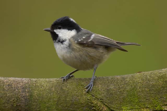 A coal tit perched on a mossy branch. Picture: Sue Tranter, RSPB Images