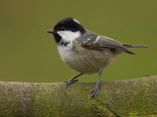 A coal tit perched on a mossy branch. Picture: Sue Tranter, RSPB Images