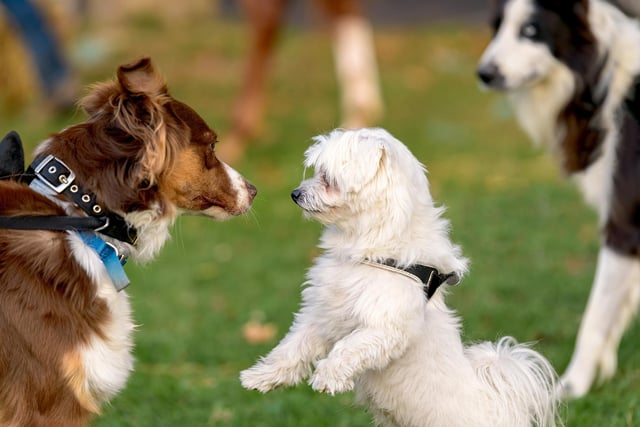 Here are 8 dog breeds that are easy to train from a puppy. 
(photo: Adobe)
