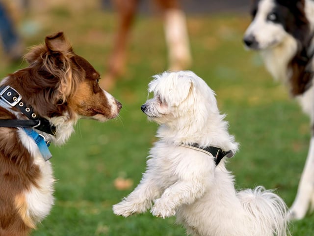 Here are 8 dog breeds that are easy to train from a puppy.
(photo: Adobe)