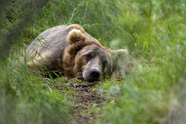 It is illegal to own any bear without a licence including the giant panda and the red panda.
(Photo by John Moore/Getty Images)