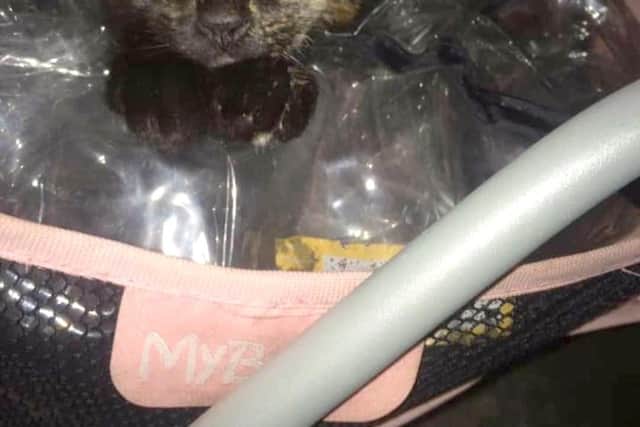 Lady, an 11-month-old cat, was found beheaded in Hilsea last week.