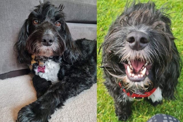 Stanley is a 4 year old Cockapoo currently being fostered in Fareham. Please read his advert carefully.
Stanley is very good with other dogs, crate trained, house trained, he has excellent recall, takes treats politely and he is good for the groomer
He resource guards food, toys, the sofa and his bed or crate but Stanley’s good points far outweigh the bad.
His resource guarding means he requires careful management inside the home. He has bitten due to resource guarding the sofa. This means that his access within the home needs to be restricted. He needs to be fed and sleep in a separate space, such as a conservatory, dining room, spare room or utility room. Stanley cannot be given access to sofas or beds and therefore would not be a lap dog.
He has no issues at all outside. Stanley would prefer an active home where he gets long country walks.
Stanley may even be a candidate for scent work. He’s a very clever boy and an absolute pleasure outside.
The adoption fee is £225 and to find out what is included, go to the charity's website.