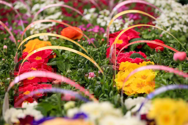 Havant Garden Centre officially opened its doors on Saturday, March 15. Picture: Chris Moorhouse (150325-026)