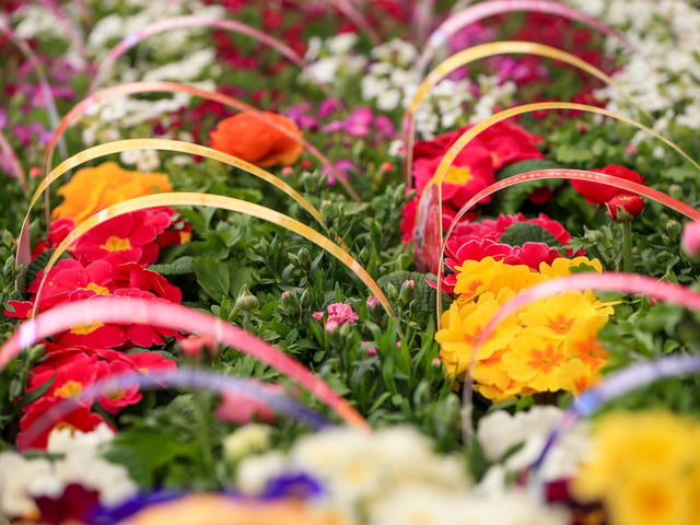 Havant Garden Centre officially opened its doors on Saturday, March 15. Picture: Chris Moorhouse (150325-026)