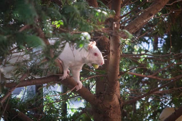 Albino squirrel spotted at Ravelin Park, Portsmouth, in October 2019. Picture: Habibur Rahman