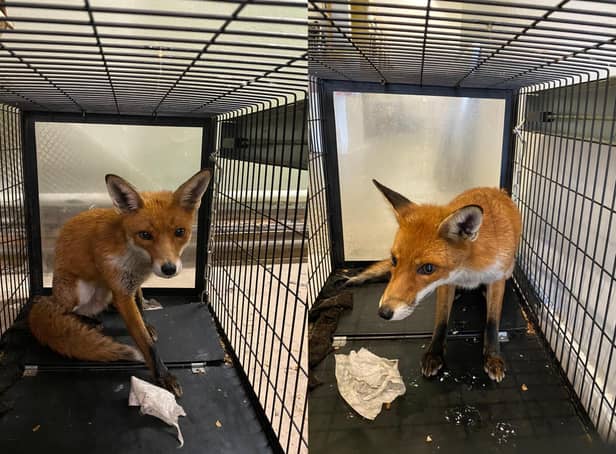 The errant fox that ran rampart in The Laundry Room, a laundrette in Kingston Road, Portsmouth, has been retrieved by RSPCA officers. Picture: Tariq Danba.