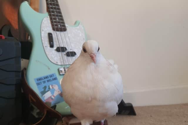Wayne went missing on Monday, and did not have any food until he returned home. Picture: Shannon Griffiths.