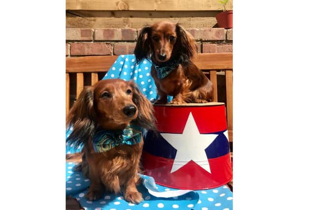 East Hants Dachshunds is hosting an online dachshund-only dog show to keep owners connected during lockdown. Larissa Carey's dogs Amber and Harley posed for some photos to promote the contest