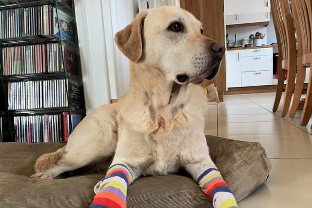 Bernie showing off his socks