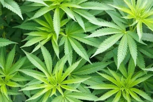 Stock image of cannabis plants