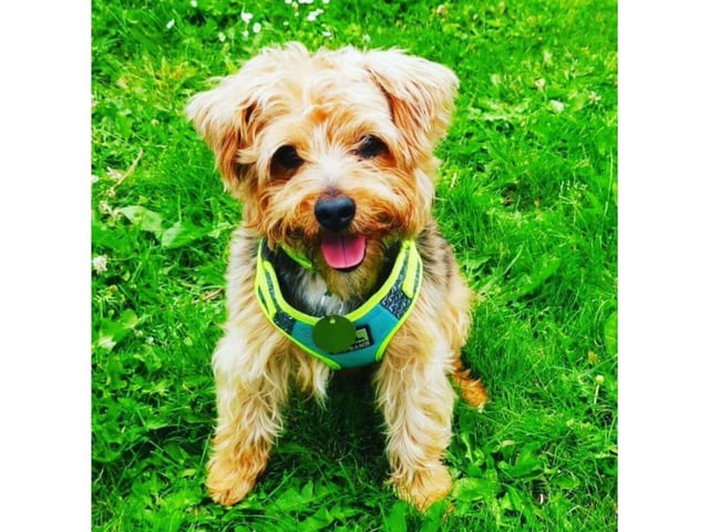Louise Hilborne-Bryant shared this gorgeous picture of Stanley.