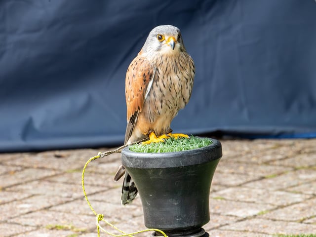 Visitors were treated to a Birds of prey display at Port Solent on Thursday, along with arts and craft for children.Photos by Alex Shute