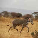 Grevy's zebra in Kenya
Photo: Marwell Wildlife/PA Wire