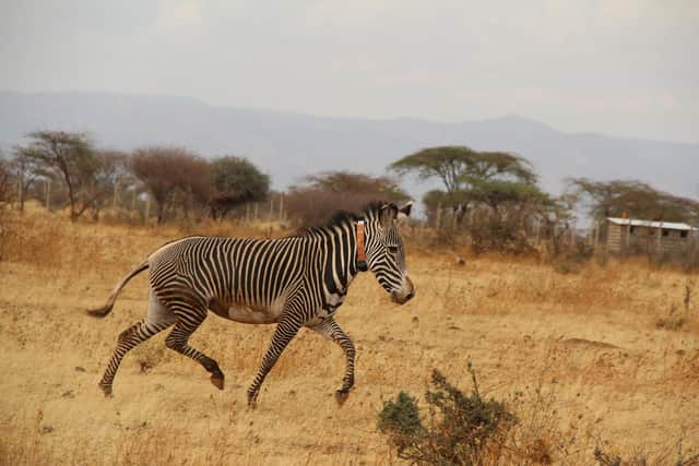 Grevy's zebra in Kenya
Photo: Marwell Wildlife/PA Wire