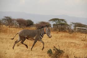 Grevy's zebra in Kenya
Photo: Marwell Wildlife/PA Wire