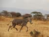 Marwell Zoo: Hampshire conservationists working to save world's most endangered zebra in Kenya
