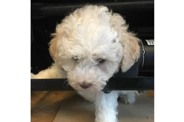 A cockapoo puppy - nicknamed Pudding by his rescuers - who got his fur caught in the mechanism of a reclining chair at home in Portsmouth. Picture: RSPCA
