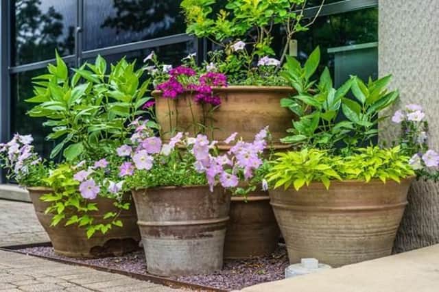 By adding compost to your plants and pots, it will increase the soil's capacity to hold water. This also protects your plants from a heavy downpour.