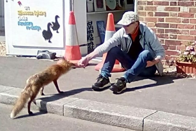 This brave fox made a friend with one of the studio owners at the Royal Clarence Yard in Gosport