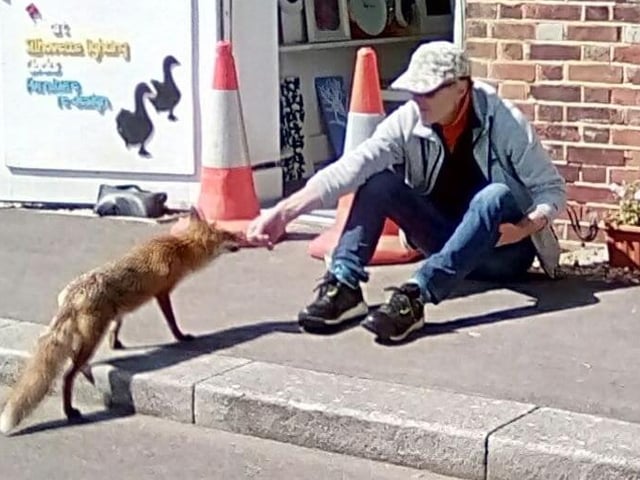 This brave fox made a friend with one of the studio owners at the Royal Clarence Yard in Gosport