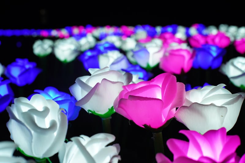 Some of the illuminated flowers