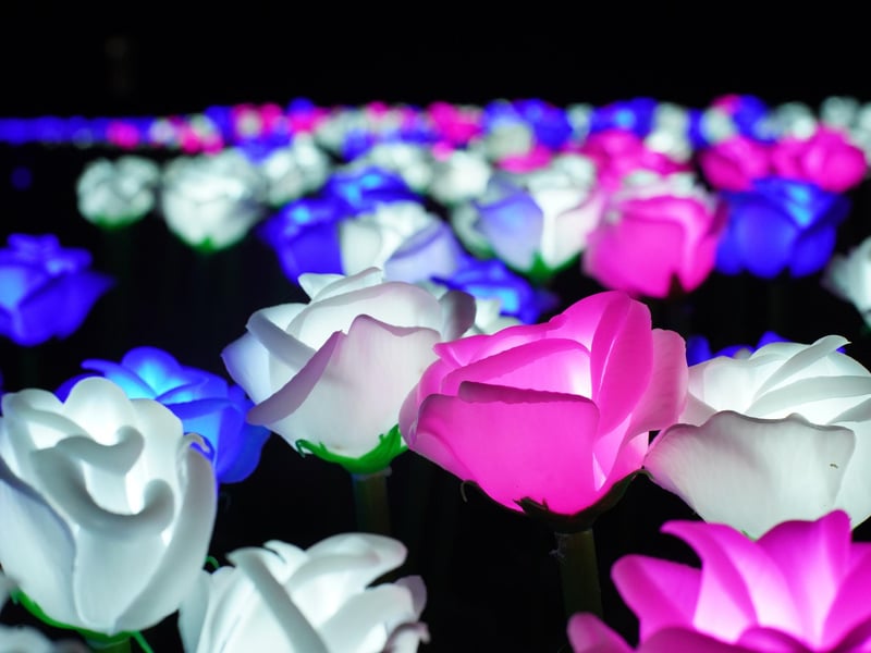 Some of the illuminated flowers
