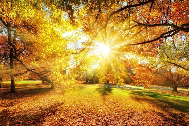A perfect autumn day in the garden.